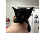 Adopt Blue Cheese a All Black Domestic Shorthair / Mixed cat in Midland