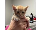 Adopt Munster a Orange or Red Domestic Shorthair / Mixed cat in Midland