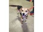 Adopt Stella a Black Beagle / Mixed dog in Spartanburg, SC (39171121)