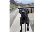 Adopt Muffin Man a Black Mastiff / Mixed dog in Indianapolis, IN (39170941)
