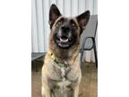 Adopt Thunder a Tan/Yellow/Fawn Shepherd (Unknown Type) / Mixed dog in Thunder