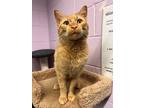 Adopt Scar a Orange or Red Domestic Shorthair / Domestic Shorthair / Mixed cat