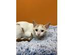 Adopt Relish a White Domestic Shorthair / Domestic Shorthair / Mixed cat in