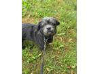 Adopt Buttercup a Black Terrier (Unknown Type, Small) / Mixed dog in Hamilton