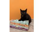 Adopt Laurel a All Black Domestic Shorthair / Domestic Shorthair / Mixed cat in