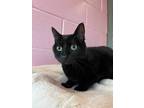 Adopt Mia a All Black Domestic Shorthair / Domestic Shorthair / Mixed cat in