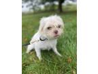 Adopt Bubbles a White Terrier (Unknown Type, Small) / Mixed dog in Hamilton