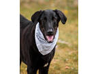 Adopt Hoss Man (Main Campus) a Black Labrador Retriever / Mixed dog in