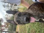 Adopt Megs (Pound Pups (Scioto)) a Shepherd (Unknown Type) / Pit Bull Terrier /