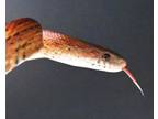 Adopt William Snakespeare a Snake / Mixed reptile, amphibian