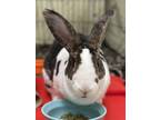 Adopt Harrison a White Mini Rex / Mixed rabbit in Oshkosh, WI (39171160)