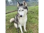 Adopt Nyx a White - with Tan, Yellow or Fawn Husky / Mixed Breed (Medium) /