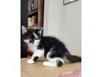 Adopt [phone removed] a White Domestic Shorthair / Domestic Shorthair / Mixed...