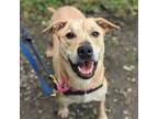 Adopt Fifille a Tan/Yellow/Fawn Mixed Breed (Large) / Mixed dog in Montreal
