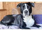 Adopt Martin a Black Mixed Breed (Medium) / Mixed dog in Montreal, QC (37772045)