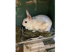 Adopt Daffodil a White Mini Rex / Other/Unknown / Mixed rabbit in Irving