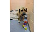 Adopt Abbey a Tan/Yellow/Fawn Mastiff / Mixed dog in Kingston, ON (39171011)