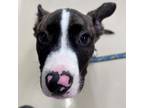Adopt Nate a Brindle Bull Terrier / Mixed dog in Kingston, ON (39171010)