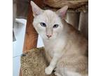 Adopt Snowball a Orange or Red Siamese / Mixed cat in Murray, UT (39139074)