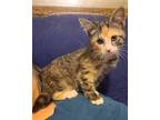 Adopt Tabby a All Black Domestic Shorthair / Domestic Shorthair / Mixed cat in