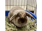 Adopt Halle Bunny a Chocolate Lop, English / Mixed rabbit in St.
