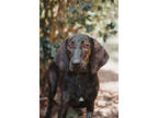 Adopt 67333A Morticia a Black Plott Hound / Mixed dog in North Charleston