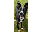 Adopt Finn a Black Mixed Breed (Medium) / Mixed dog in Burton, MI (37585880)