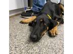 Adopt Grunt a Black Doberman Pinscher / Husky / Mixed dog in New Bern