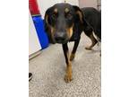 Adopt Dasher a Black Doberman Pinscher / Husky / Mixed dog in New Bern