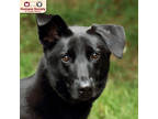 Adopt Mack a Black Shepherd (Unknown Type) / Great Pyrenees / Mixed dog in