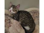 Adopt Maisy a Brown or Chocolate (Mostly) Tabby / Mixed (short coat) cat in