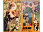 Adopt Scout a Red/Golden/Orange/Chestnut Australian Cattle Dog / Beagle / Mixed