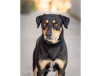 Adopt Jasper a Black Mixed Breed (Large) / Mixed dog in Palm Springs