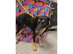 Adopt Dimpy a Black Doberman Pinscher / Husky / Mixed dog in New Bern