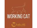 Adopt Cosmo - Working Cat a All Black American Shorthair / Mixed cat in