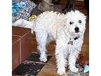 Adopt Trixie a White Poodle (Miniature) / Mixed dog in Santa Barbara