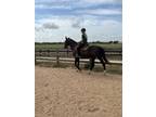 Adopt Quest a Standardbred / Mixed horse in Houston, TX (39090040)