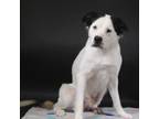 Adopt Duncan a Border Collie / Mixed dog in Houston, TX (39136328)