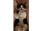 Adopt Wednesday a Black & White or Tuxedo Domestic Shorthair / Mixed (short