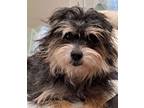 Adopt Roxy a Black Scottie, Scottish Terrier / Mixed dog in Nashua