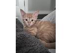 Adopt Tigger a Orange or Red Tabby Domestic Shorthair (short coat) cat in Grand