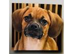 Adopt Finn a Red/Golden/Orange/Chestnut - with White Puggle / Pug / Mixed dog in