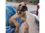 Adopt Bryce a Brown/Chocolate Belgian Malinois / Mixed dog in Edinburg