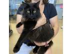Adopt Rico - Claremont Location a All Black Domestic Longhair / Mixed cat in