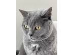 Adopt Karma a Gray or Blue British Shorthair / Mixed (short coat) cat in