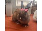 Adopt Petunia- *By Appointment* a Lionhead / Mixed rabbit in Chino Hills