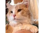 Adopt River a Orange or Red Domestic Longhair / Mixed cat in West Des Moines