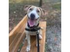 Adopt Frannie a Brown/Chocolate Beagle / Mixed dog in Fairfax Station