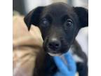 Adopt Annie a Black Border Collie / Mixed dog in Nashville, TN (39170512)