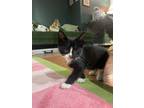 Adopt Pipsqueak a Black & White or Tuxedo Domestic Shorthair (short coat) cat in